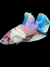 Load image into Gallery viewer, Male Halfmoon Plakat - Candy Dumbo #1745 - Live Betta Fish
