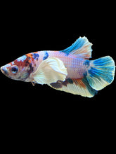Load image into Gallery viewer, Male Halfmoon Plakat - Candy Dumbo #1745 - Live Betta Fish
