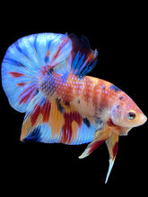 Load image into Gallery viewer, Male Halfmoon Plakat - Multicolor #1746 - Live Betta Fish
