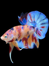 Load image into Gallery viewer, Male Halfmoon Plakat - Multicolor #1746 - Live Betta Fish
