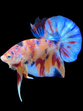 Load image into Gallery viewer, Male Halfmoon Plakat - Multicolor #1746 - Live Betta Fish
