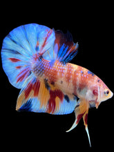 Load image into Gallery viewer, Male Halfmoon Plakat - Multicolor #1746 - Live Betta Fish
