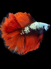 Load image into Gallery viewer, Male Fullmoon - Copper Red Tail #1747 - Live Betta Fish
