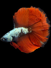 Load image into Gallery viewer, Male Fullmoon - Copper Red Tail #1747 - Live Betta Fish
