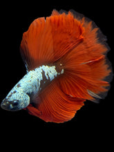 Load image into Gallery viewer, Male Fullmoon - Copper Red Tail #1747 - Live Betta Fish

