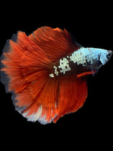 Load image into Gallery viewer, Male Fullmoon - Copper Red Tail #1747 - Live Betta Fish
