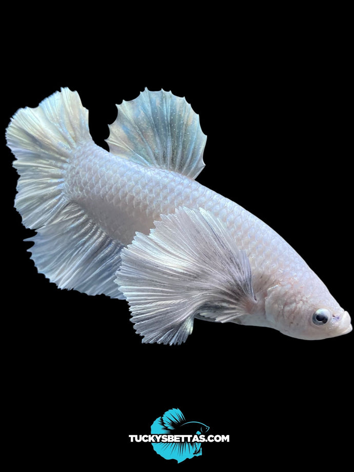 GIANT Male Halfmoon Plakat - White Platinum Dumbo #174 - Live Betta Fish