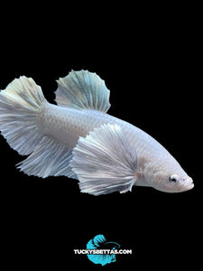 GIANT Male Halfmoon Plakat - White Platinum Dumbo #174 - Live Betta Fish