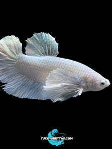 GIANT Male Halfmoon Plakat - White Platinum Dumbo #174 - Live Betta Fish