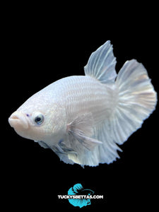 GIANT Male Halfmoon Plakat - White Platinum Dumbo #174 - Live Betta Fish