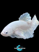 Load image into Gallery viewer, GIANT Male Halfmoon Plakat - White Platinum Dumbo #174 - Live Betta Fish
