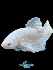 GIANT Male Halfmoon Plakat - White Platinum Dumbo #174 - Live Betta Fish