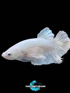 GIANT Male Halfmoon Plakat - White Platinum Dumbo #174 - Live Betta Fish