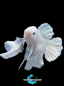 GIANT Male Halfmoon Plakat - White Platinum Dumbo #174 - Live Betta Fish