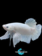 Load image into Gallery viewer, GIANT Male Halfmoon Plakat - White Platinum Dumbo #174 - Live Betta Fish
