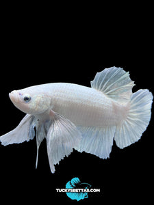 GIANT Male Halfmoon Plakat - White Platinum Dumbo #174 - Live Betta Fish