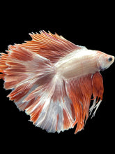 Load image into Gallery viewer, Male Fullmoon - Rosegold #1751 - Live Betta Fish (NIP TAIL)
