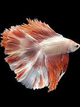 Load image into Gallery viewer, Male Fullmoon - Rosegold #1751 - Live Betta Fish (NIP TAIL)
