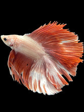 Load image into Gallery viewer, Male Fullmoon - Rosegold #1751 - Live Betta Fish (NIP TAIL)
