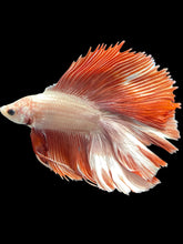 Load image into Gallery viewer, Male Fullmoon - Rosegold #1751 - Live Betta Fish (NIP TAIL)
