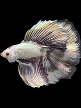 Load image into Gallery viewer, Male Fullmoon - Copper Butterfly #1752 - Live Betta Fish

