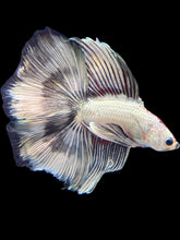 Load image into Gallery viewer, Male Fullmoon - Copper Butterfly #1752 - Live Betta Fish
