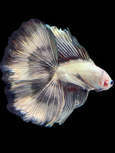 Load image into Gallery viewer, Male Fullmoon - Copper Butterfly #1752 - Live Betta Fish
