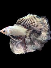 Load image into Gallery viewer, Male Fullmoon - Copper Butterfly #1752 - Live Betta Fish
