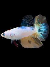 Load image into Gallery viewer, TOP GRADE Female Halfmoon - Candy #1753 - Live Betta Fish
