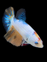 Load image into Gallery viewer, TOP GRADE Female Halfmoon - Candy #1753 - Live Betta Fish
