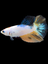 Load image into Gallery viewer, TOP GRADE Female Halfmoon - Candy #1753 - Live Betta Fish
