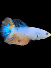 Load image into Gallery viewer, TOP GRADE Female Halfmoon - Candy #1753 - Live Betta Fish

