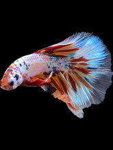 Load image into Gallery viewer, Male Halfmoon - Galaxy #1754 - Live Betta Fish
