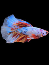 Load image into Gallery viewer, Male Halfmoon - Galaxy #1754 - Live Betta Fish
