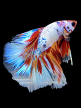 Load image into Gallery viewer, Male Halfmoon - Galaxy #1754 - Live Betta Fish
