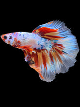 Load image into Gallery viewer, Male Halfmoon - Galaxy #1754 - Live Betta Fish
