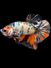 Load image into Gallery viewer, Male Halfmoon Plakat - Candy Copper #1755 - Live Betta Fish

