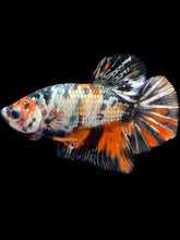 Load image into Gallery viewer, Male Halfmoon Plakat - Candy Copper #1755 - Live Betta Fish
