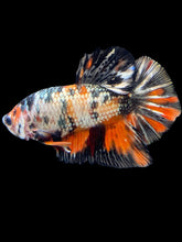 Load image into Gallery viewer, Male Halfmoon Plakat - Candy Copper #1755 - Live Betta Fish

