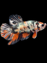 Load image into Gallery viewer, Male Halfmoon Plakat - Candy Copper #1755 - Live Betta Fish
