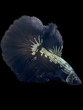 Load image into Gallery viewer, Male Halfmoon - Black Samurai #1756 - Live Betta Fish
