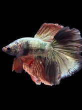 Load image into Gallery viewer, Male Halfmoon - Rosegold Copper #1757 - Live Betta Fish
