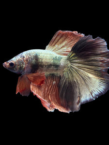 Male Halfmoon - Rosegold Copper #1757 - Live Betta Fish