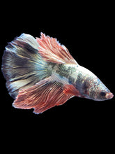 Load image into Gallery viewer, Male Halfmoon - Rosegold Copper #1757 - Live Betta Fish
