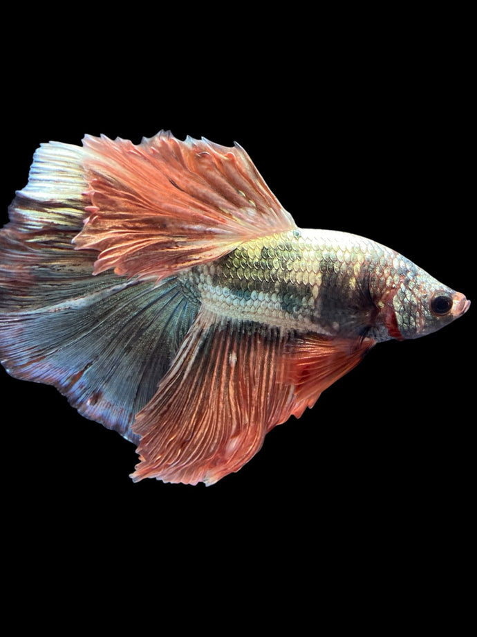 Male Halfmoon - Rosegold Copper #1757 - Live Betta Fish