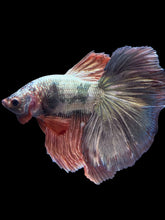 Load image into Gallery viewer, Male Halfmoon - Rosegold Copper #1757 - Live Betta Fish

