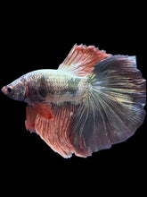 Load image into Gallery viewer, Male Halfmoon - Rosegold Copper #1757 - Live Betta Fish

