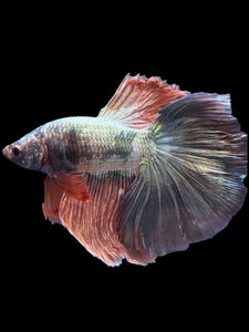 Male Halfmoon - Rosegold Copper #1757 - Live Betta Fish