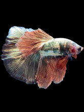 Load image into Gallery viewer, Male Halfmoon - Rosegold Copper #1757 - Live Betta Fish
