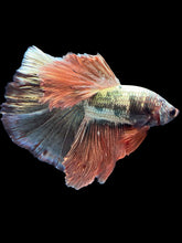 Load image into Gallery viewer, Male Halfmoon - Rosegold Copper #1757 - Live Betta Fish
